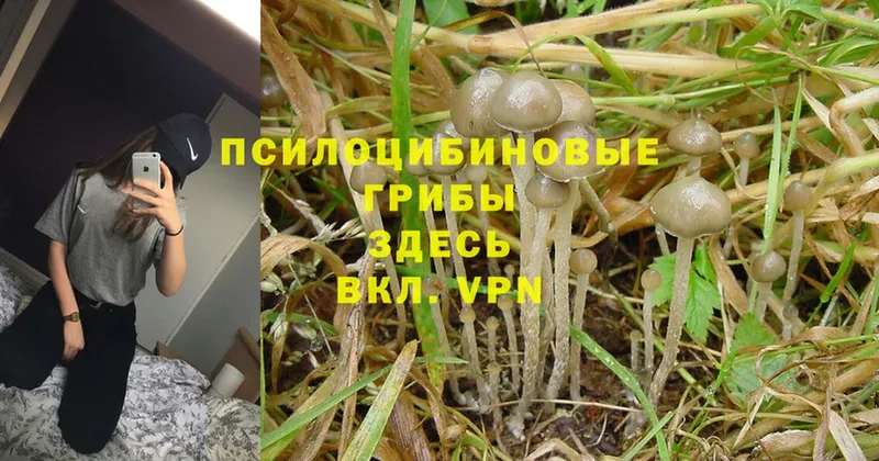 Псилоцибиновые грибы Magic Shrooms  купить наркотики сайты  mega ссылки  Давлеканово 